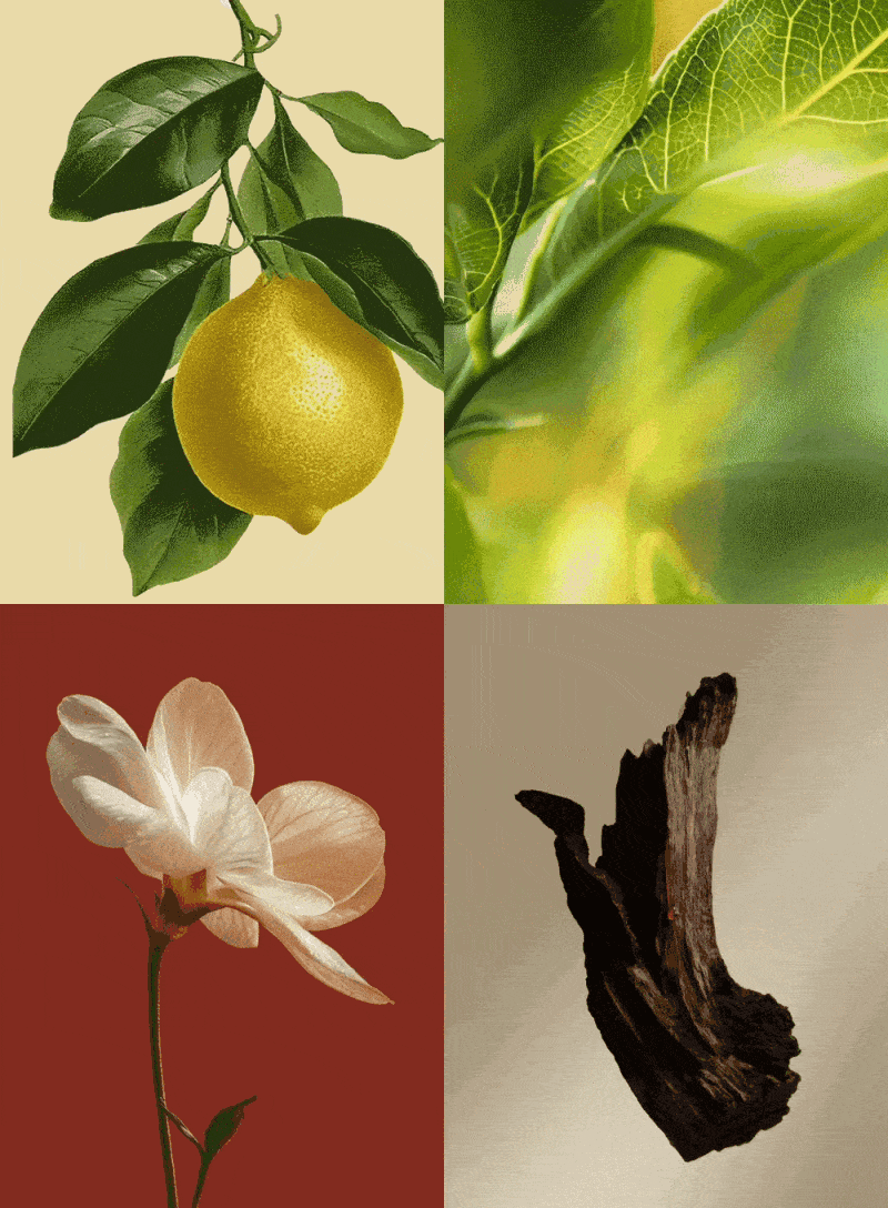 8efc77807ac85a1ae3266a9c09972713_1782107436_7516.gif